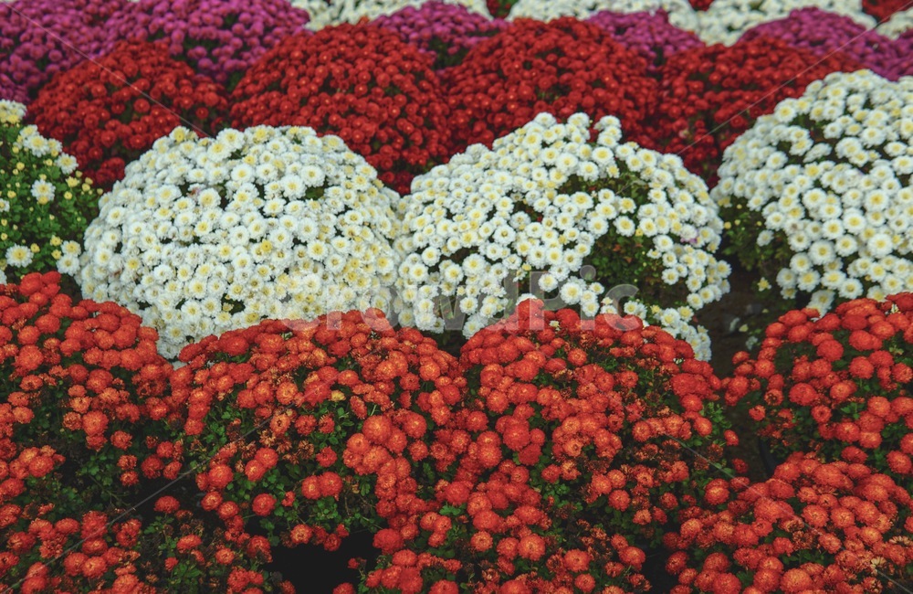 꽃,geranium,제라늄,plant,식물,flower,petal,꽃잎,식물,자연,plants,nature,꽃,flower