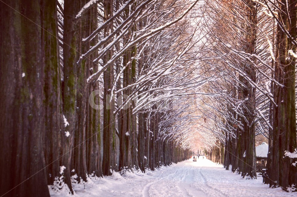 겨울,눈,담양,메타세콰이어길,감성,풍경,겨울,계절,winter,season,자연,풍경,nature,landscape,한국자연풍경,한국자연경관,korea nature landscape,식물,plants,나무,trees,wood,outdoors,옥외,snow