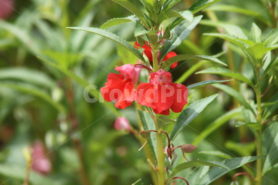 봉선화,봉숭아,여름,gardenbalsam,impatiensbalsamina