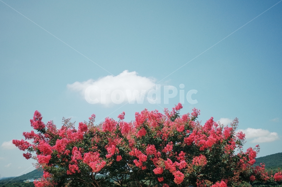 하늘,풍경,감성사진,자연풍경,꽃,꽃나무,배롱나무,여름,summer,korea,한국,자연,식물,flower,구름,식물,자연,plants,nature,꽃,flower,감성,sensible,feeling