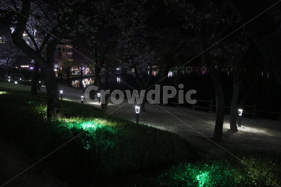 벚꽃,밤벚꽃,벚꽃야경,벚꽃나무,조명,벚꽃길,야경,밤,풍경,nightscape,night,landscape,flare,플레어,light,빛