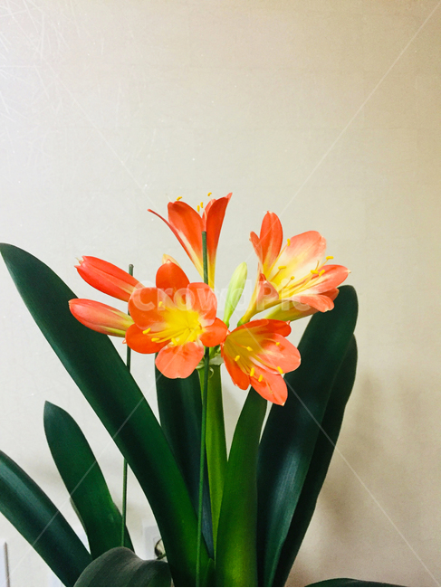 난,난꽃,군자란,cliviaminiata,orchid,화분,flower,flowerpot,pot,꽃,plant
