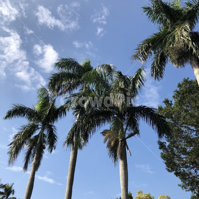 대만,야자수,나무,자연,taiwan,apalmtree,tree,nature,yashinoki,ki,하늘,sky,sora,구름,cloud,kumo,식물,자연,plants,nature,나무,trees,wood