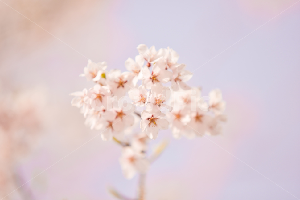 분홍,꽃,벚꽃나무,나무,핑크,벚꽃,하늘,분위기,감성,봄,계절,spring,season,식물,자연,plants,nature,꽃,flower,plant,blossom