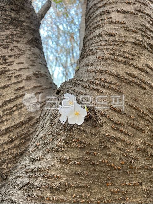 nature,tree,flower tree,flower,spring,spring flowers,tree trunk,grass,treetrunk,cherry blossom