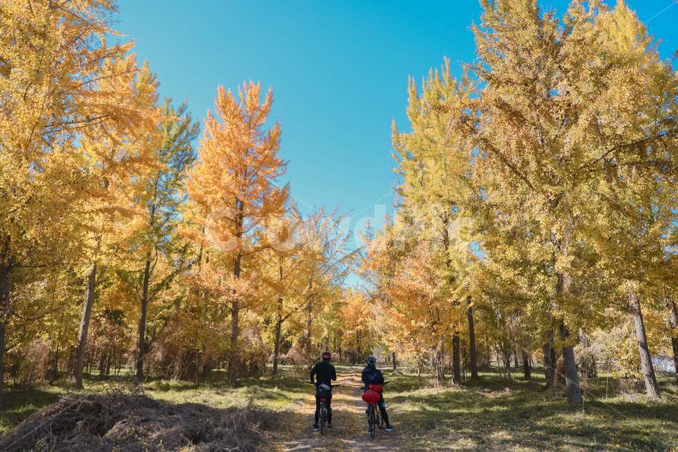 나무,은행나무,낙엽,다산은행나무숲,가을,푸른하늘,ginkgo,tree,fall,bluesky,감성사진,길,road,산책로,walk,plant,treetrunk,나무줄기,동행,riding,가을,계절,fall,autumn,season,자연,풍경,nature,landscape,식물,plants,나무,trees,wood