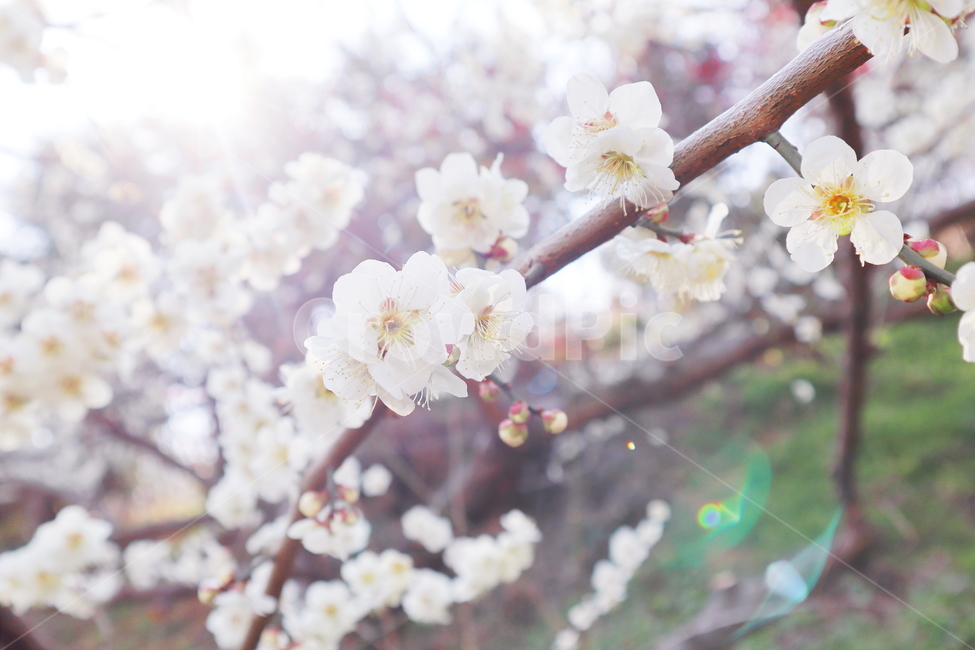 광양,매화,매화꽃,봄꽃,봄,꽃,식물,자연,spring,flower