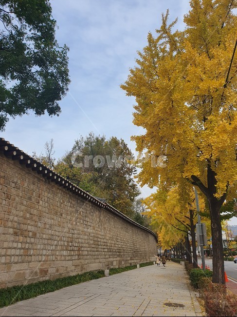 돌담길,walkway,보도,tree,나무,plant,식물,통로,path,은행나무,거리,street,풍경,한국적인,가을풍경,가을거리,가을,계절,fall,autumn,season