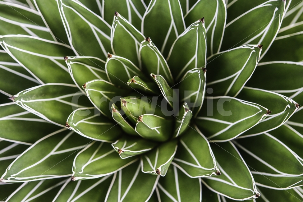 식물,식물원,패턴,줄무늬,꽃,식물,자연,plants,nature