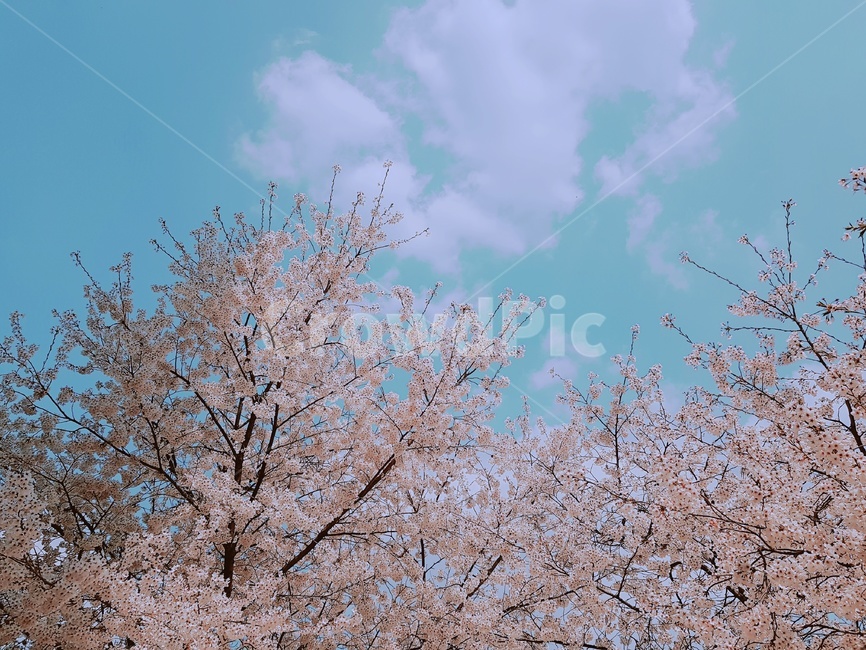 벚꽃,봄,하늘,꽃,구름,나무,분홍,분홍색,하늘색,푸름,자연