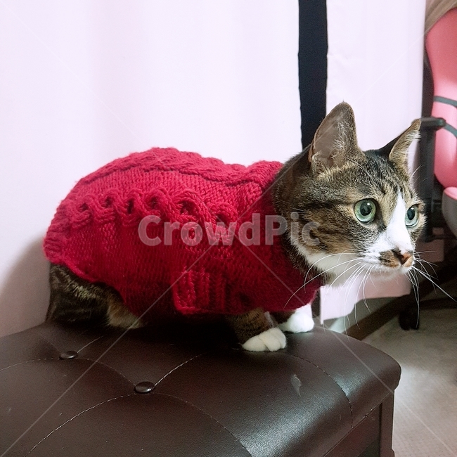 고양이,한국고양이,고등어,집사,cat,koreacat,pet,kitten,knitting,뜨개질,red,pink,동물,animal,포유류,mammal,고양이,cat,kitten,kitty
