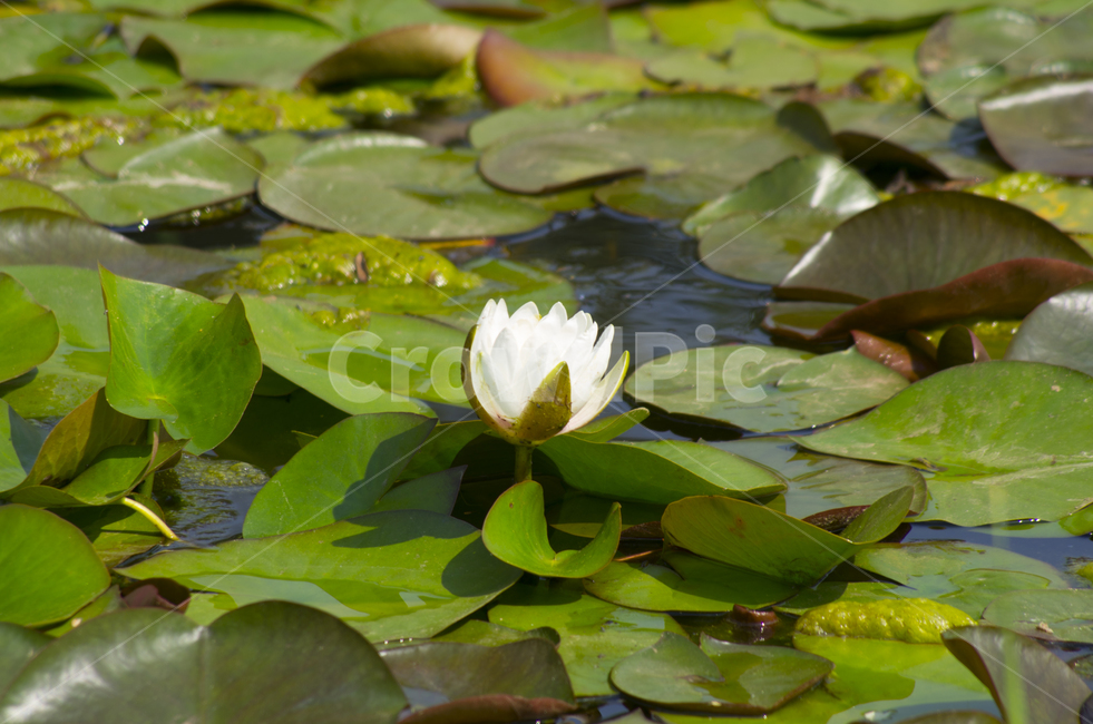 연꽃,흰색,연못,연잎,꽃잎,꽃,여름,beauty,macro,closeup,접사,매크로,확대,white,flower,lotus,leave,leaf,여름꽃,petal,해탈,열반,nirvana,bloom,blossom,풍경,풍경사진,감성,감성사진,정취