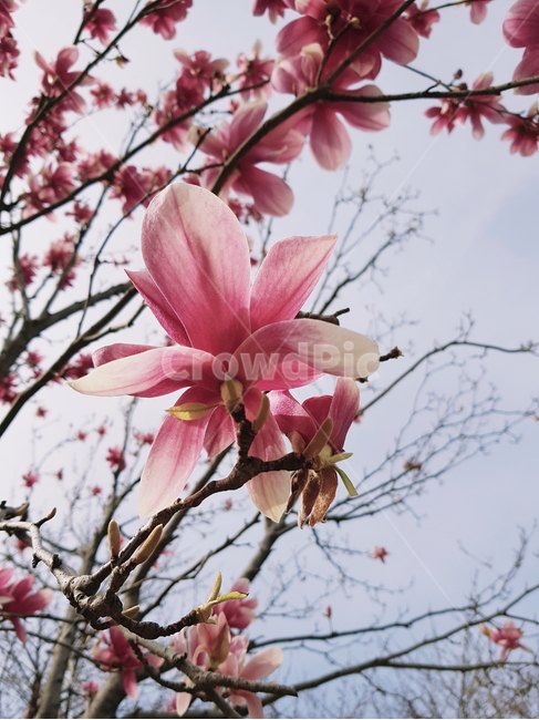 식물,flower,꽃,목련,목련꽃,자연,풍경,식물,자연,plants,nature,꽃,flower