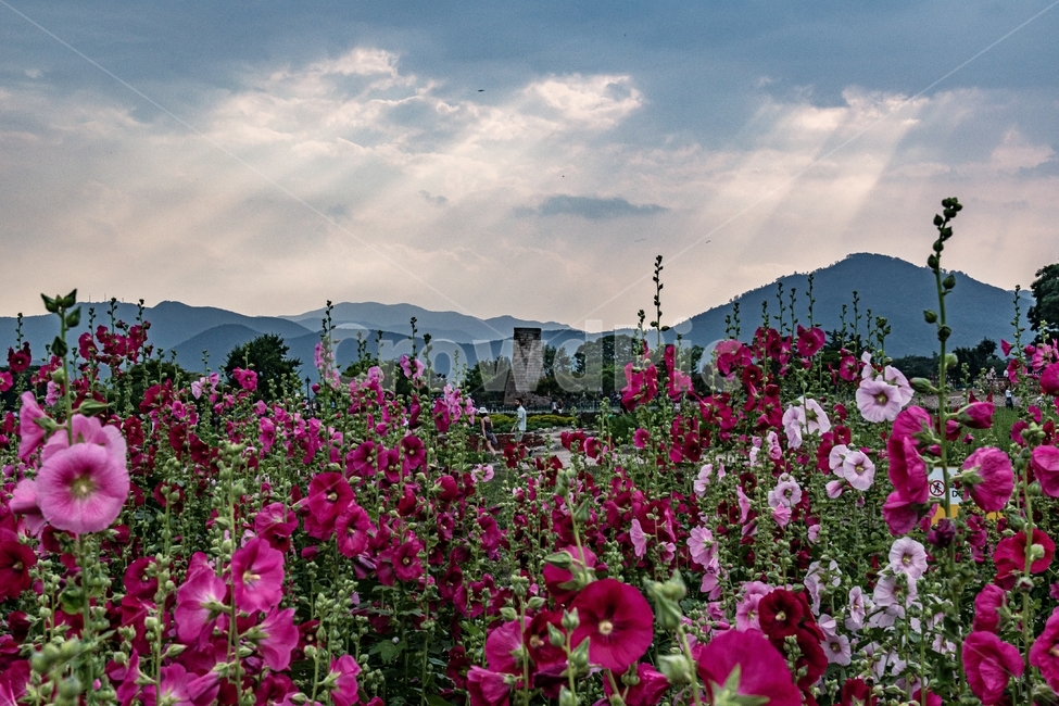 경주,첨성대,접시꽃,빛내림,문화재,랜드마크,한국