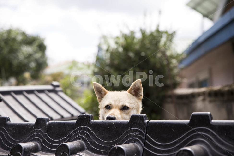 동물,개,강아지,반려견,맑음,귀여움,동물,animal,포유류,mammal,개,강아지,dog,doggy