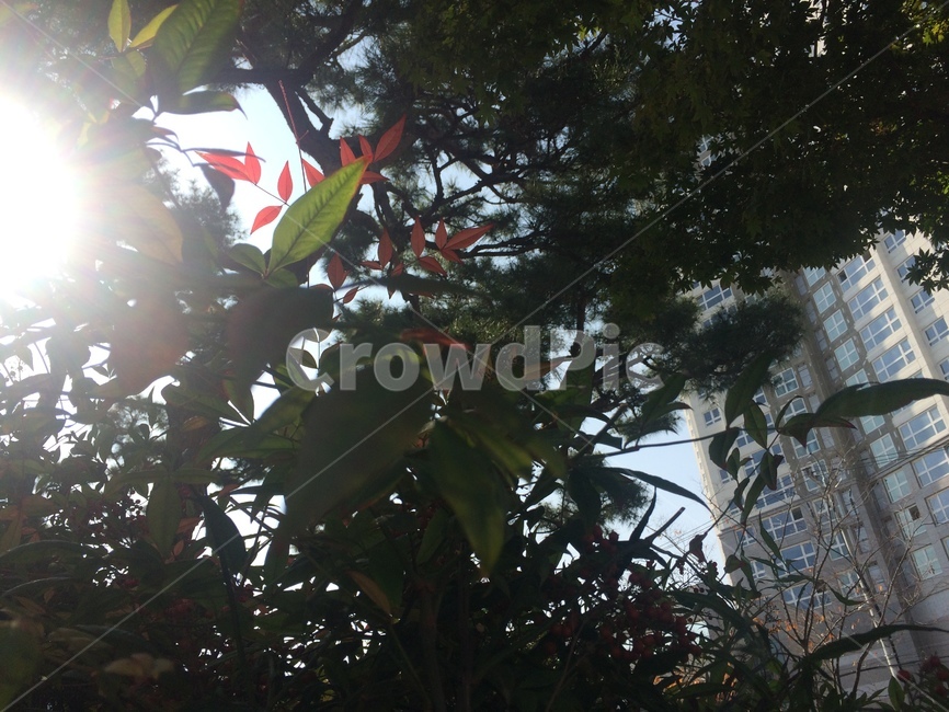 자연,나무,햇빛,가을,나뭇잎,식물,자연,plants,nature