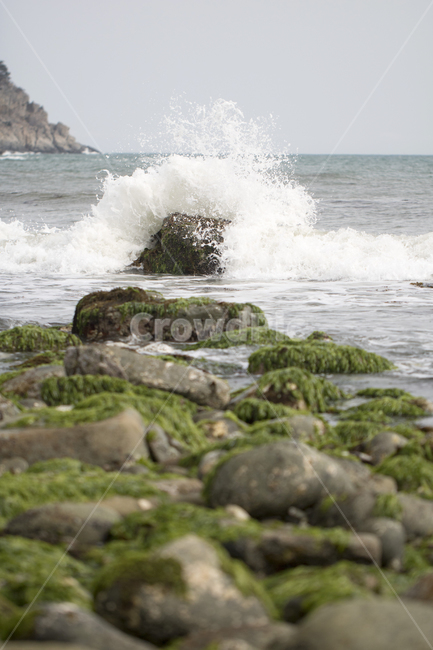 미역,해조류,해초,돌미역,돌,바다,water,물,nature,자연,sea,ocean,outdoors,옥외,해변,바다,beach,sea