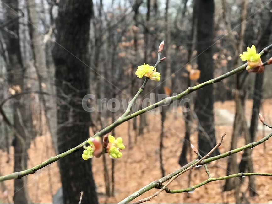 생강나무꽃,봄,봄꽃,식물,생강꽃,봄,계절,spring,season,식물,자연,plants,nature,꽃,flower,plant