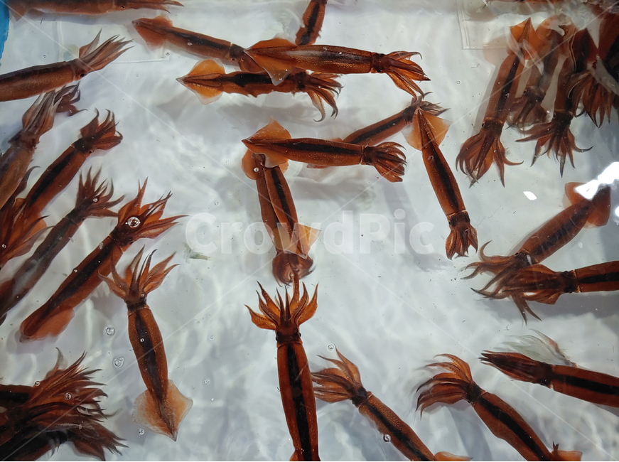 오징어,해산물,수산물,해물,생선,산오징어,바다생물,어류,두족류,연체동물,배경,바탕,백그라운드,살아있는,몸통,먹거리,요리재료,식재료,생물,수족관,횟감,동물,animal,seafood,해양생물,어시장,수산시장