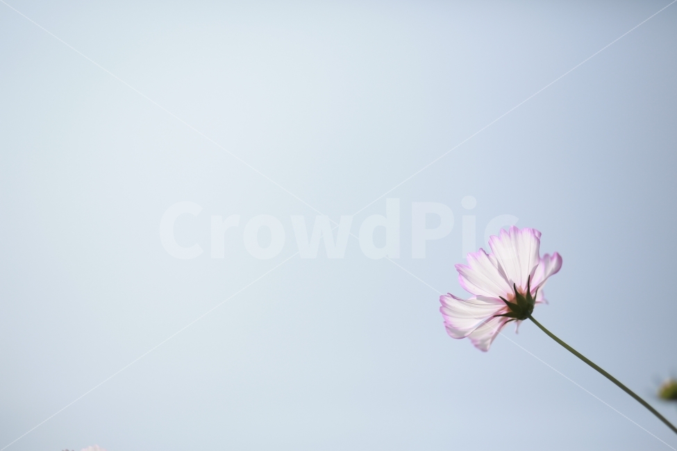 꽃,가을,코스모스,자연,감성사진,역광,자연풍경,가을꽃,cosmos,가을,계절,fall,autumn,season,식물,자연,plants,nature,꽃,flower,plant,blossom,daisies,데이지,daisy