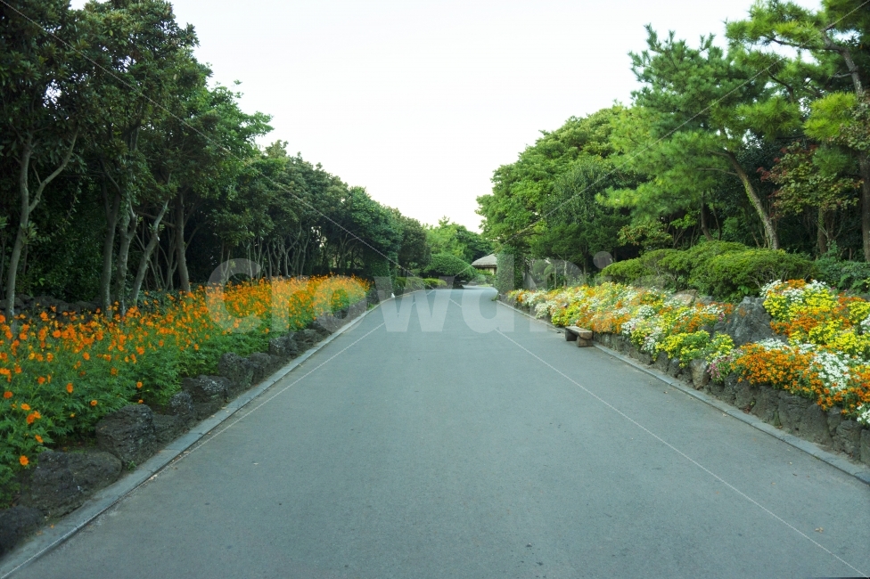 꽃길,꽃,제주,민속촌,풍경,대도시,거리,공중보기,건축,아키텍처,아시아,건물,비즈니스,지구,저녁,금융,현대,산,밤,도로,장면,경관,스카이,라인,고층빌딩,도시,황혼,구청,시청,시내중심,커피,상업,자연,풍경,nature,landscape,제주도,jeju,jeju island,한국자연풍경,한국자연경관,korea nature landscape,tarmac,타맥,asphalt,아스팔트,road