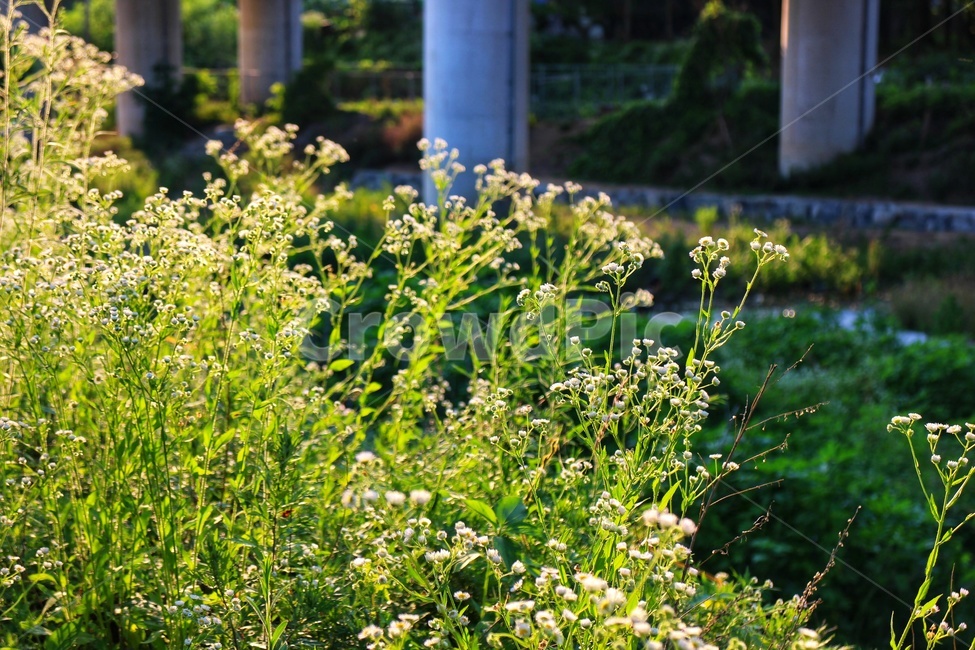 plant,식물,자연,산책,nature,식물,자연,plants,nature,꽃,flower