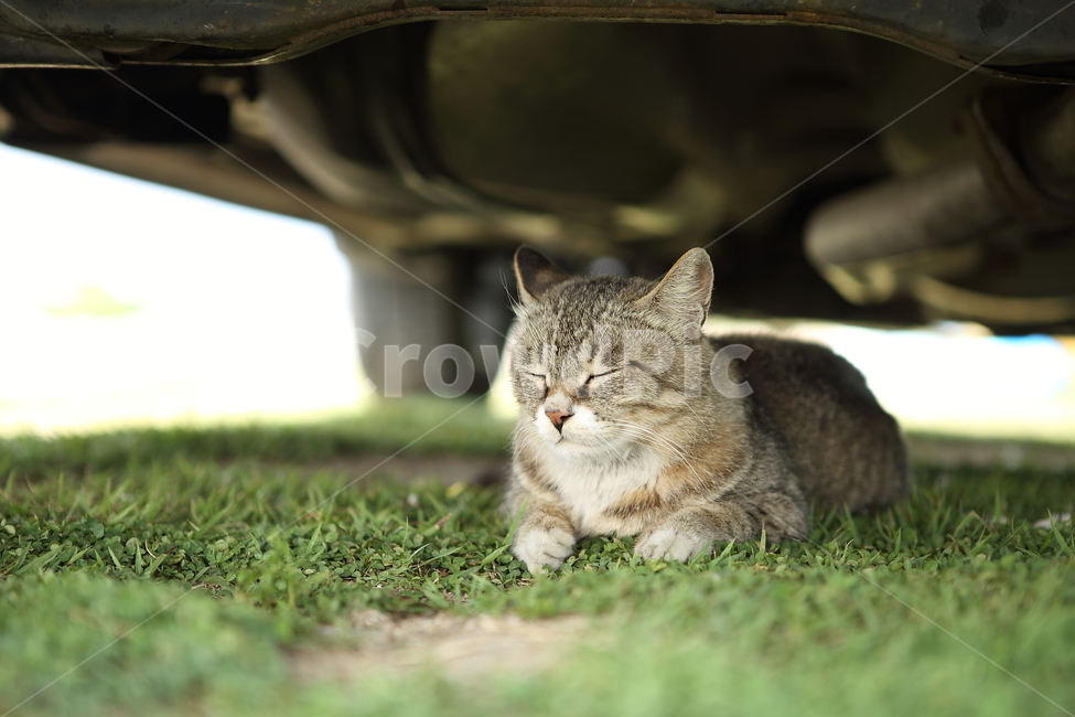 고양이,눈감은,나른한,귀여운,잠자는,동물,animal,포유류,mammal,고양이,cat,kitten,kitty