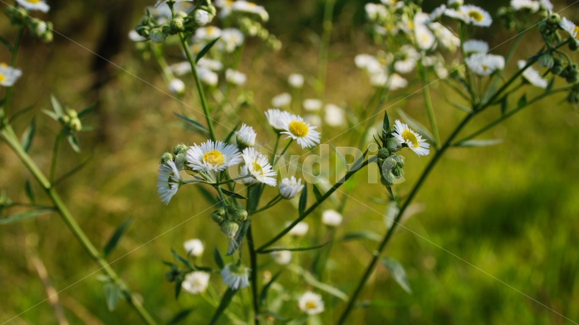 코스모스,꽃,봄,따뜻한,분위기,감성,감성사진,식물,자연,plants,nature,꽃,flower