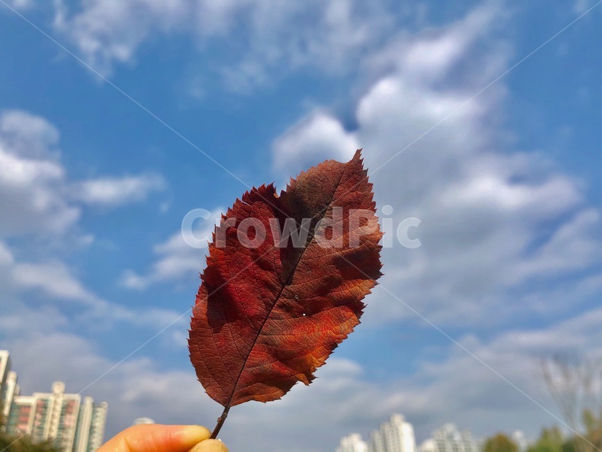 plant,leaf,식물,나뭇잎,잎,하늘,sky,색감,색채,colorful,nature,자연,outdoors,구름,가을,autumn,감성,단풍,감성사진,fall,season,가을분위기,손