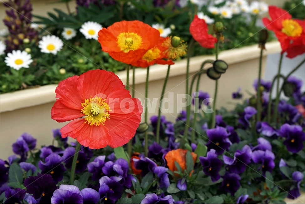 봄,꽃,꽃송이,원예,자연,아름다움,향기,spring,season,flower,floreal,bloom,nature,garden,beautiful,plant,식물,자연,plants,nature,꽃,flower