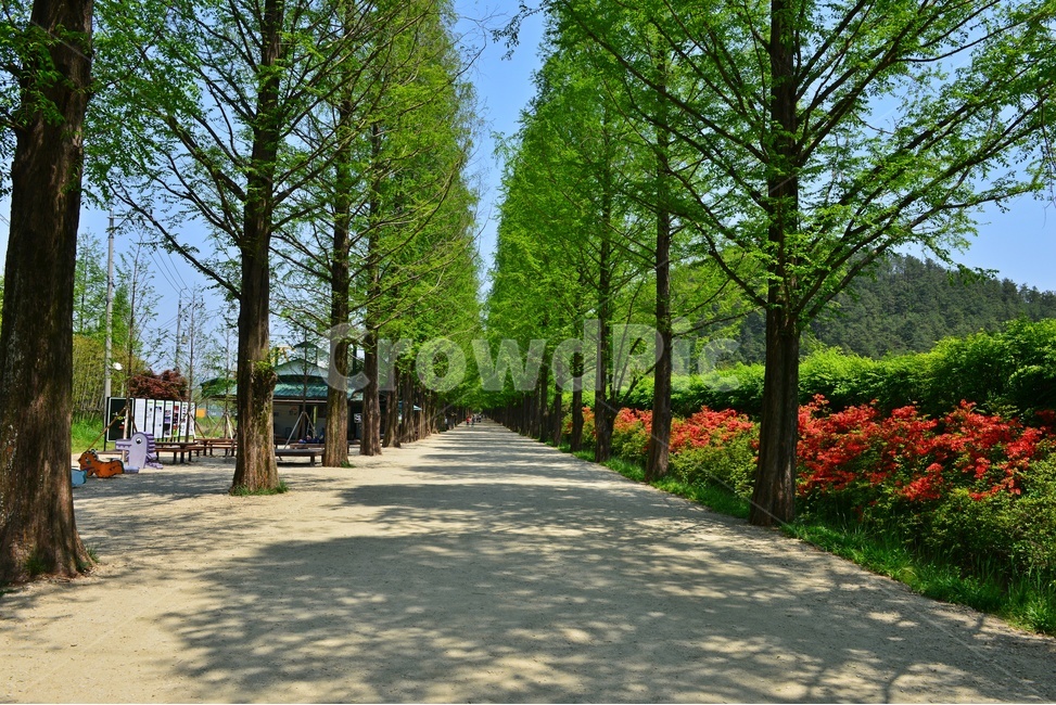 전남,담양,메타길,메타스콰이어길,메타길봄,연두색,봄,계잘,road,도로,dirtroad,흙길,gravel,자갈,path,통로,outdoors,옥외,찰쭉,철쭉꽃
