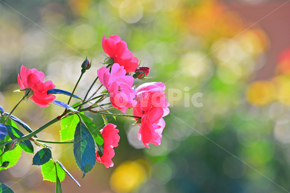 장미꽃,보케,로즈,빨강색,진분홍색,flowers,rose,beautiful,red,분위기,감성,느낌,emotion,sensible,feeling,macro,접사,클로즈업,closeup,예쁜꽃,가을장미,한송이,잎새,칼라풀,colorful,식물,자연,plants,nature,꽃,flower