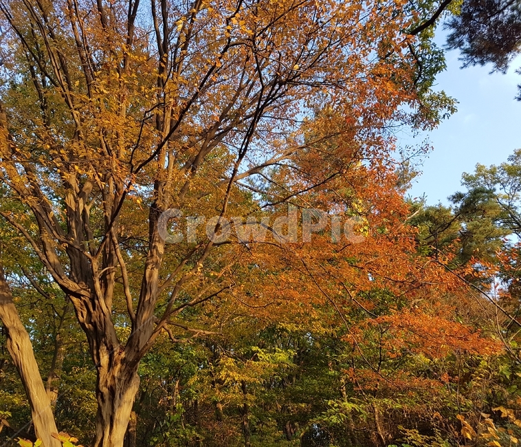 단풍,서어나무,햇빛,자연,tree,나무줄기,광릉숲길,가을,계절,fall,autumn,season,식물,자연,plants,nature,나무,trees,wood