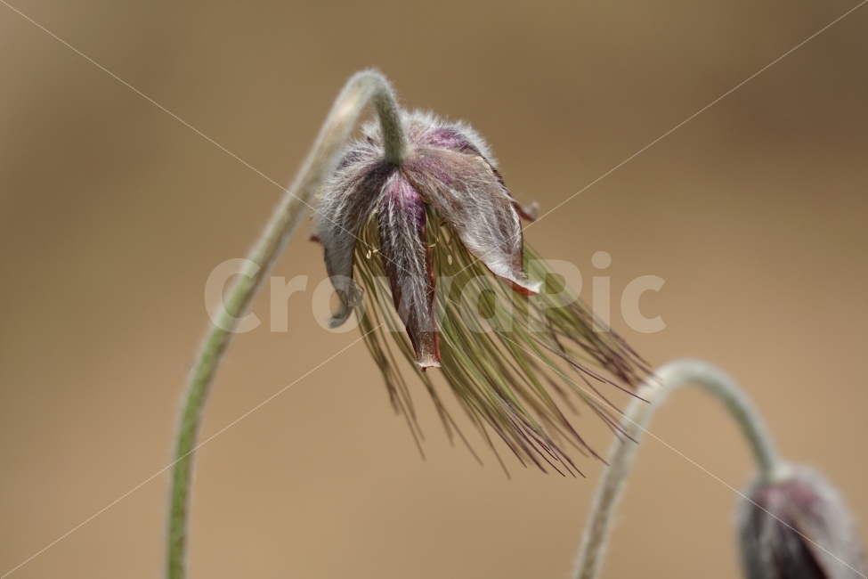 할미꽃,홀씨,플라워,4월,식물,자연,봄,spring,nature,flower,꽃사진,감성,감성사진,plants,번식,계절,season,풍경,landscape,식물,자연,plants,nature,꽃,flower