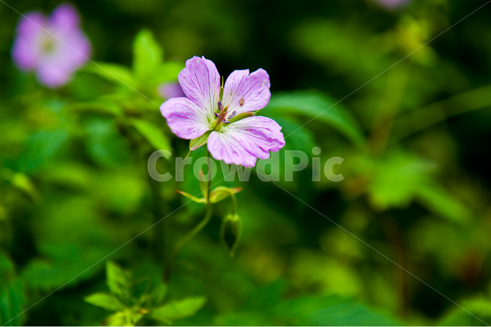 야생화,꽃,분홍꽃,활짝핀,자연,식물,자연,plants,nature,꽃,flower