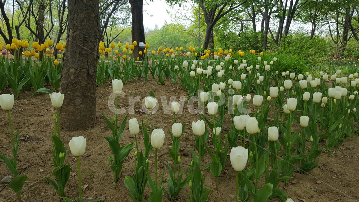 서울숲튤립축제,튤립,plant,식물,flower,꽃,식물,자연,plants,nature,꽃,flower