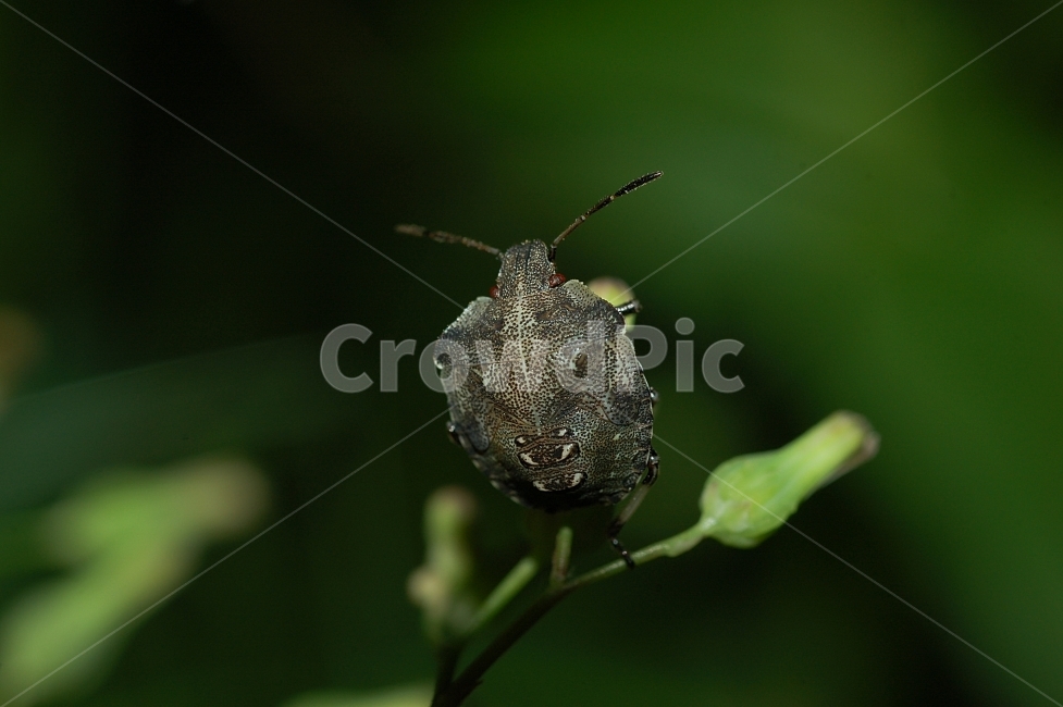 자연,곤충,접사,벌레,근접촬영,Closeup,nature,insects,노린재,초록,동물,animal,곤충,벌레,insect,bug