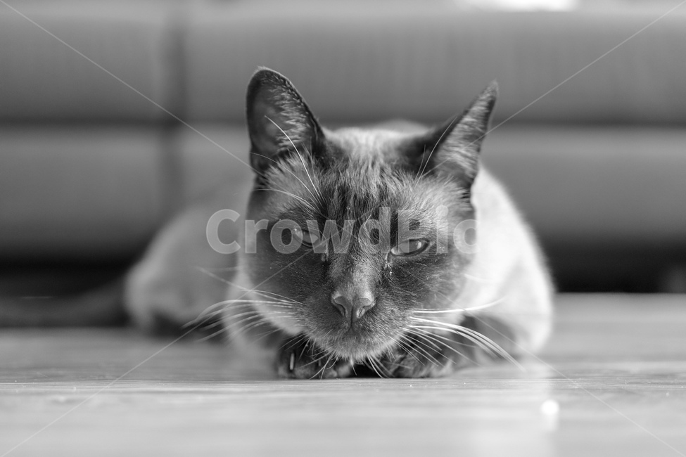 고양이,샴,샴고양이,반려동물,감성,흑백,동물,animal,포유류,mammal,고양이,cat,kitten,kitty,흑백,모노톤,monochrome,black and white