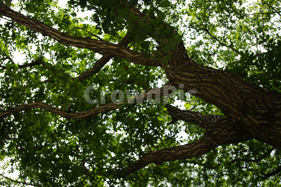 나무,식물,나뭇가지,잎,나뭇잎,식물,자연,plants,nature,나무,trees,wood