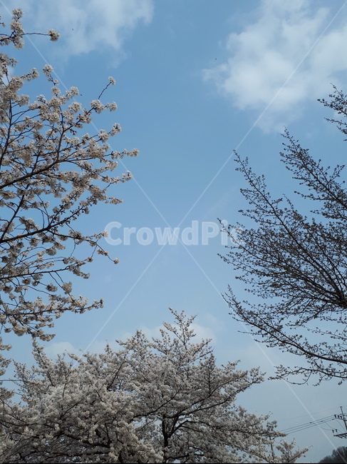 하늘,나무,벚꽃,tree,sky,cherryblossom