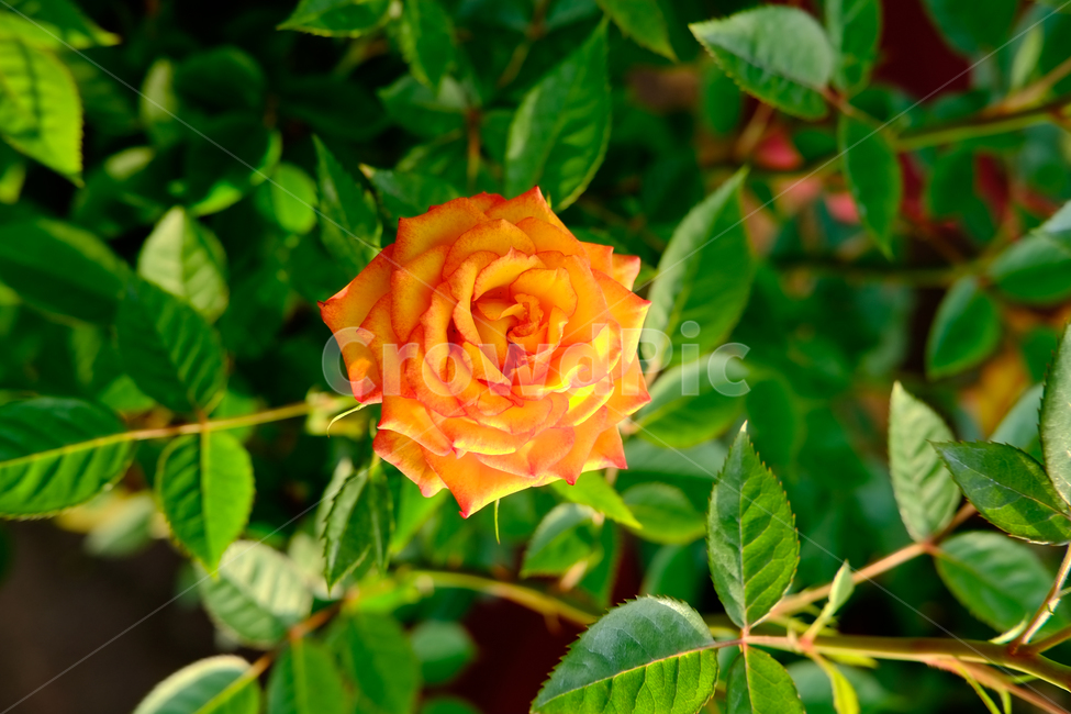 봄,꽃,동백,꽃사진,봄꽃,장미,봄,계절,spring,season,식물,자연,plants,nature,꽃,flower,blossom,rose,plant