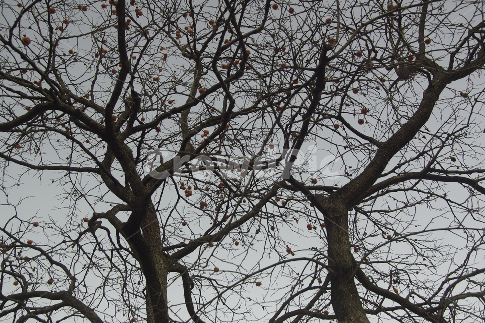 plant,식물,tree,treetrunk,나무줄기,나무,등산