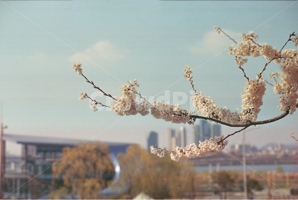 봄,꽃,봄꽃,식물,풍경,자연,spring,flower,natural,landscape,벚꽃,blossom,cherryblossom,벚꽃축제,봄꽃축제,축제,여의도,festival,필름사진,필름,film,아날로그,analog,하늘,구름,경치,봄,계절,spring,season,식물,자연,plants,nature,꽃,flower,plant,cherry blossom