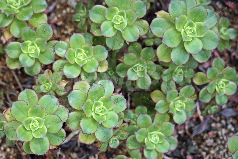 다육,다육식물,다육이,식물,키우기,취미,인테리어,베란다,꽃,열대,선인장,cactus,녹색,그린,잎,꽃잎,환경,정화,공기,클린,깨끗한,후레쉬,fresh,clean,air,flower,green,leaf,environment,hobby,plants,배경,백그라운드,식물,자연,plants,nature