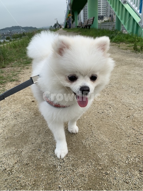 강아지,포메,귀여운,강아지산책,하얀강아지