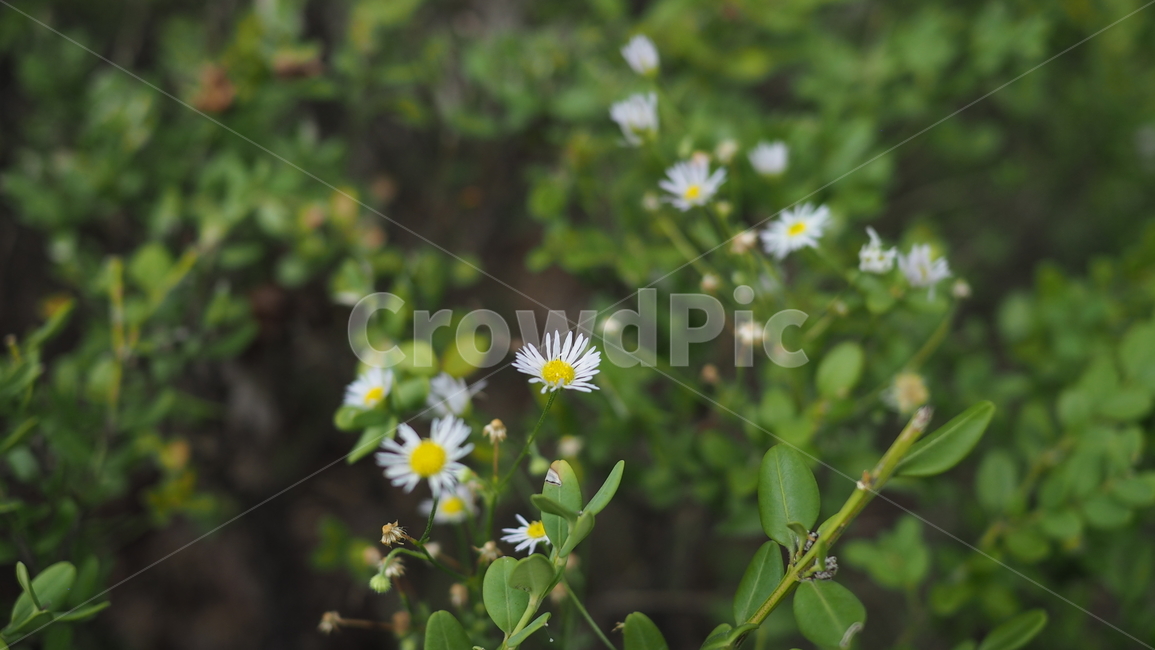 야생화,꽃,야생식물,wildflower,flower
