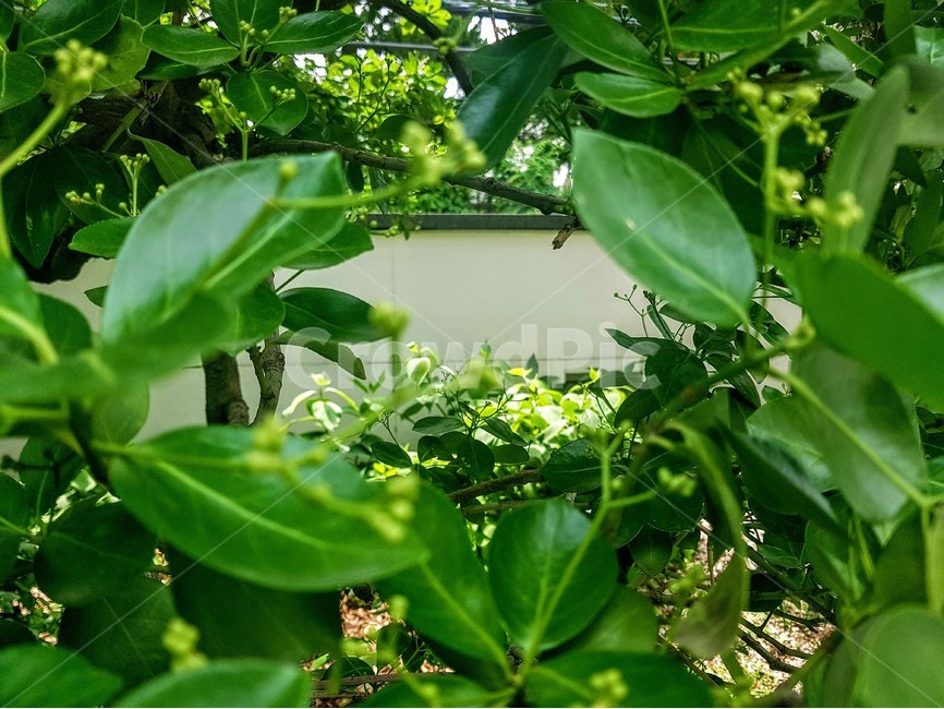 초록,나뭇잎,흰벽,흰색,잎사귀,초록배경,green,whitewall,식물,자연,plants,nature