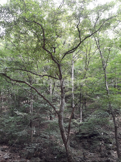 나무숲,산의운치,나뭇가지,산나무,산풍경