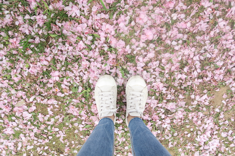 꽃,flower,겹벚꽃,벚꽃,봄꽃,봄이미지,봄날,spring,꽃축제,flowers,식물,아름,자연,nature,핑크,분홍색,pink,감성사진,운동화,청바진,bluejean,스니커즈,흰운동화,소녀