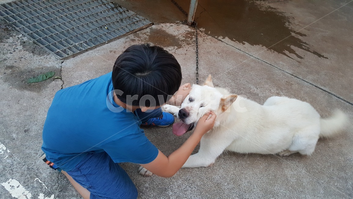 반려견,진돗개,가족,사랑,강아지,어린이,동물,animal,포유류,mammal,개,강아지,dog,doggy,사람,인물,인간,human,person,어린이,어린아이,child,children,kid
